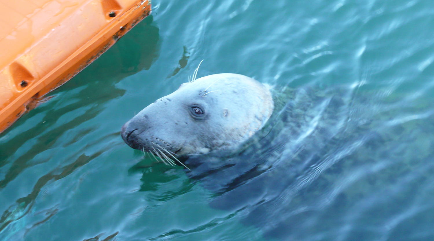 Harbour seal